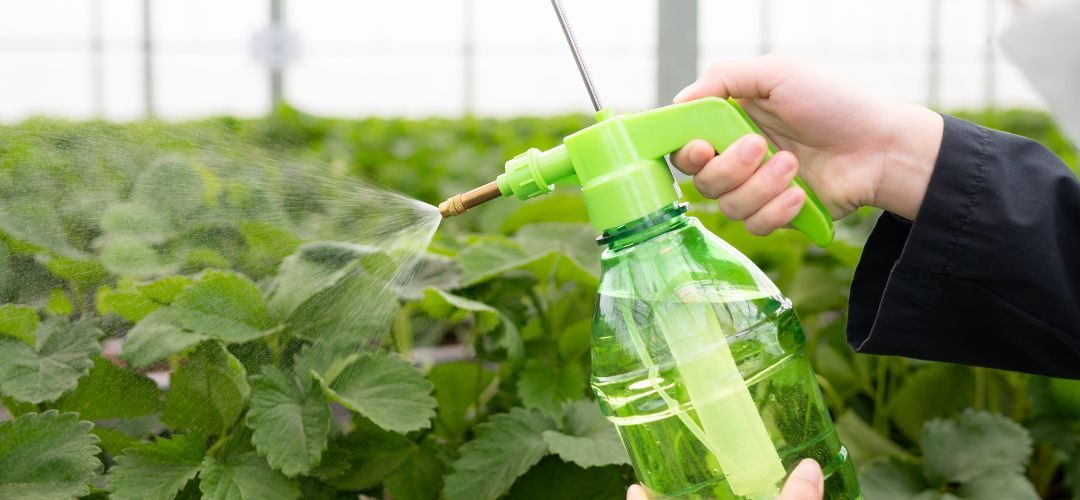 Europa: Comenzó a regir el umbral de 0,01 mg/kg para clorpirifós para trazas involuntarias en alimentos