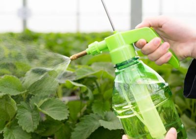 Europa: Comenzó a regir el umbral de 0,01 mg/kg para clorpirifós para trazas involuntarias en alimentos