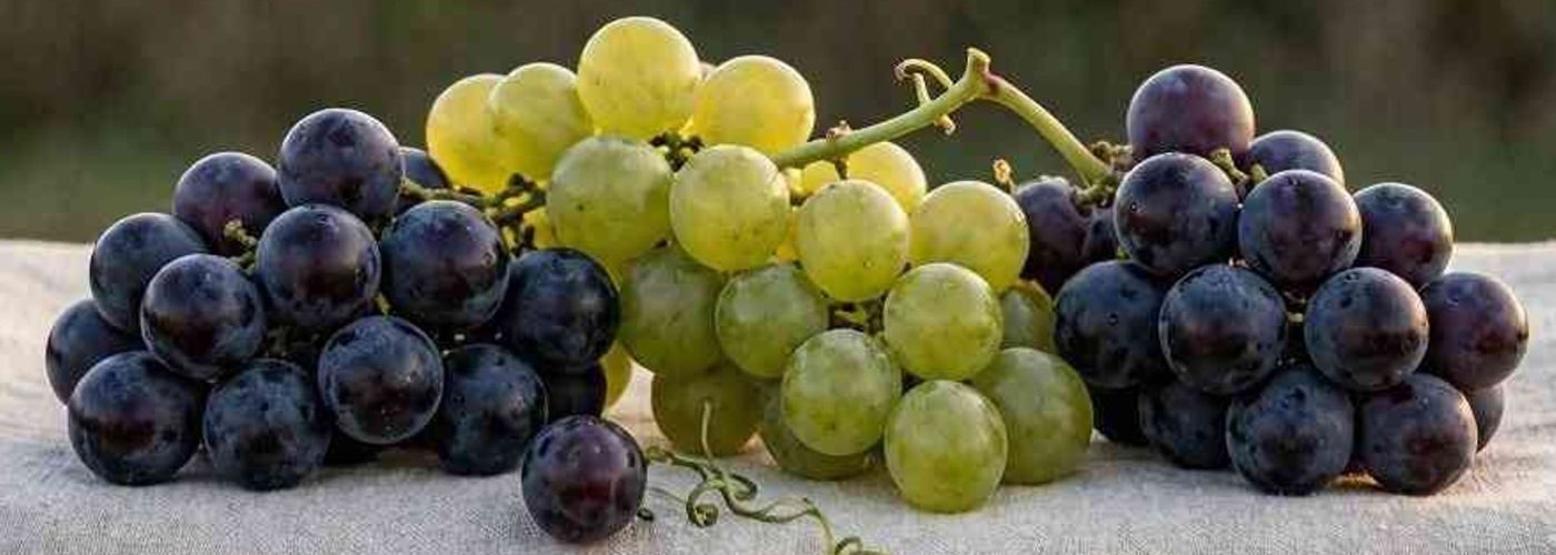 COSECHA DE UVAS DE MESA SUDAFRICA