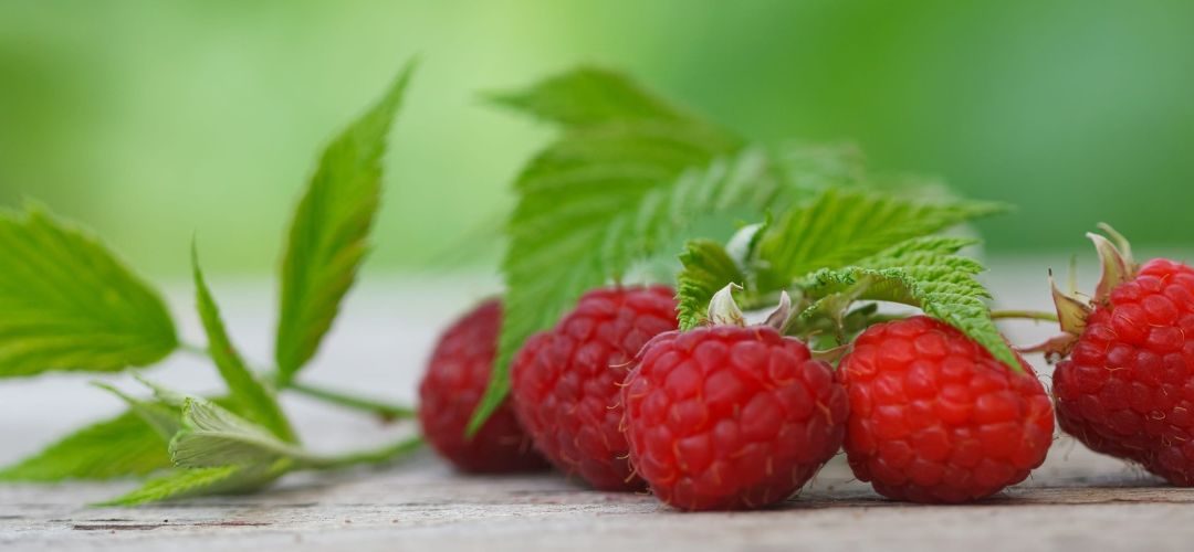 Berries/Polonia: Producción 2026 diminuyó 8% tras una temporada marcada por eventos climáticos extremos, las frambuesas fueron las más perjudicadas