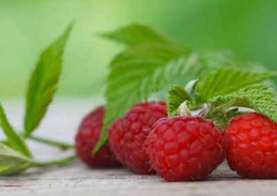 Berries/Polonia: Producción 2026 diminuyó 8% tras una temporada marcada por eventos climáticos extremos, las frambuesas fueron las más perjudicadas