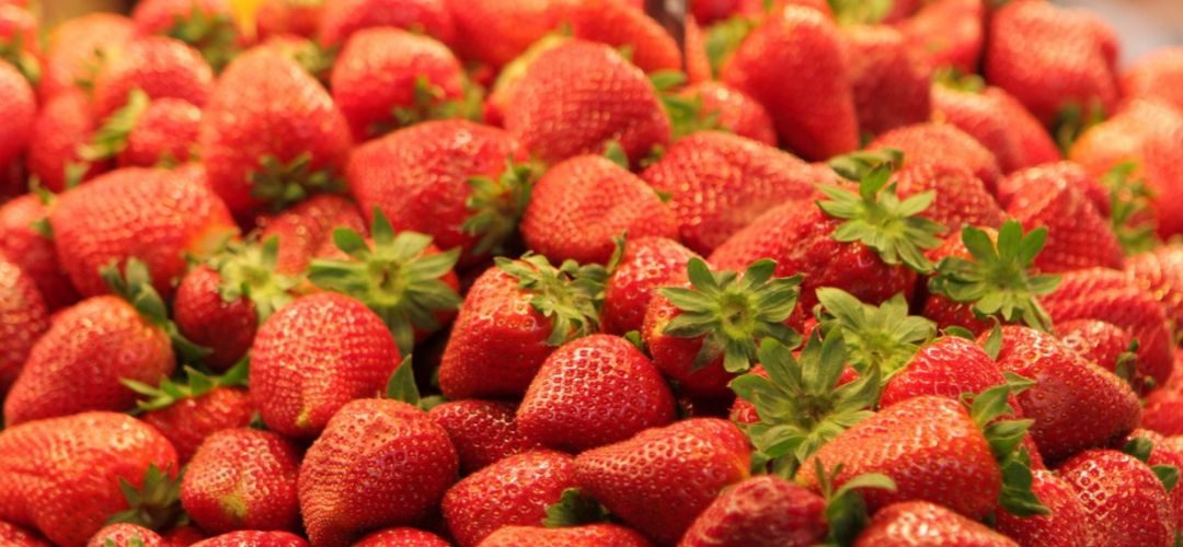 Frutillas/Egipto: Anticipan caída de hasta el 40% de la superficie para frenar sobreoferta y ajustar los precios desde la próxima temporada