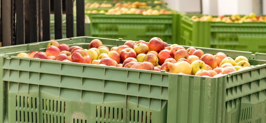 Polonia: Alza de demanda impulsa los precios de la manzana destinada a procesamiento