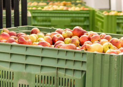 Polonia: Alza de demanda impulsa los precios de la manzana destinada a procesamiento
