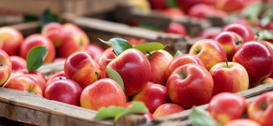Polonia: Oficialmente estiman que la cosecha de frutas se reducirá 16% y las manzanas tuvieron una caída del 18% en 2026
