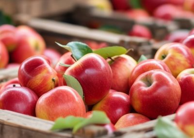Polonia: Oficialmente estiman que la cosecha de frutas se reducirá 16% y las manzanas tuvieron una caída del 18% en 2026