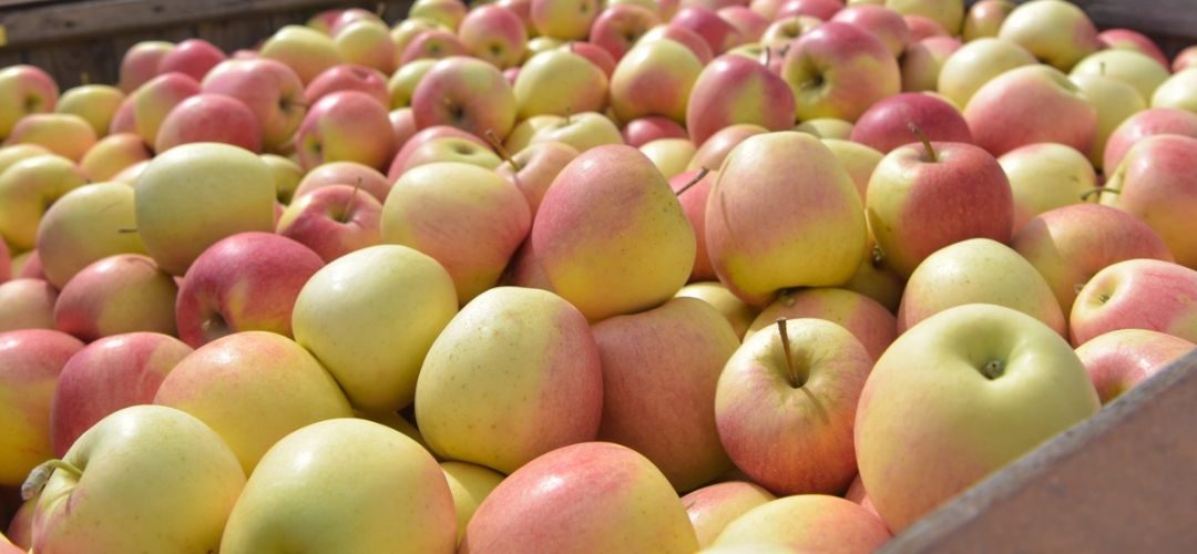 Jugo de Manzana/Polonia: Los procesadores afrontan una campaña con menor oferta y precios internacionales a la baja