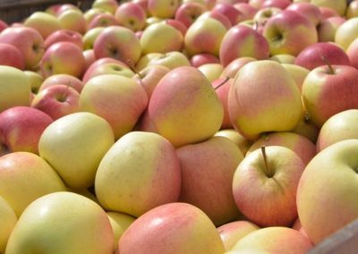 Jugo de Manzana/Polonia: Los procesadores afrontan una campaña con menor oferta y precios internacionales a la baja