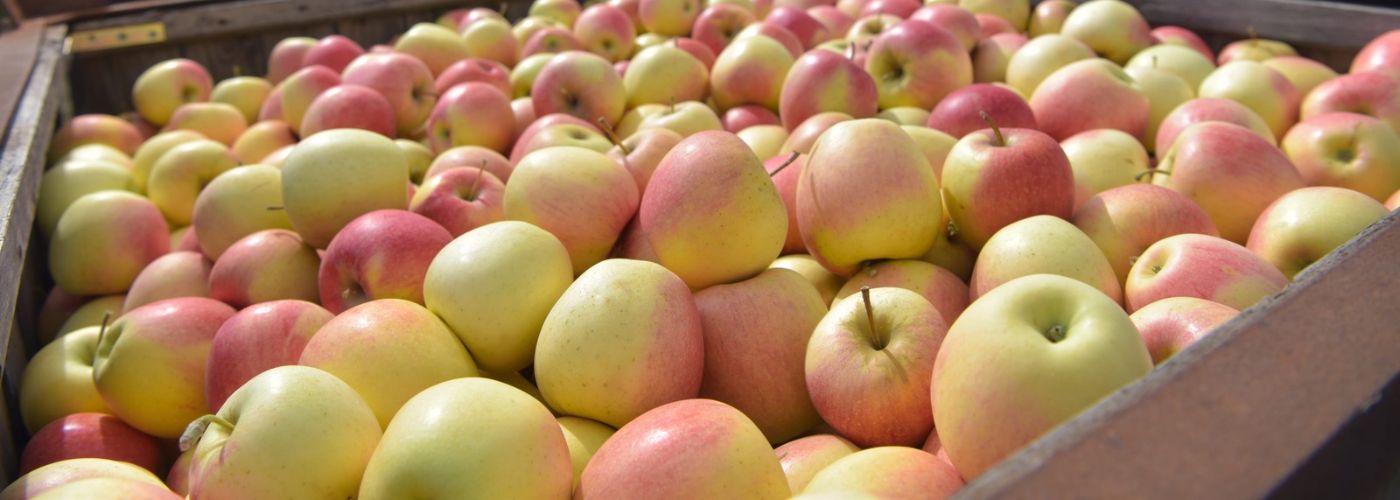 MANZANAS POLONIA PROCESAMIENTO