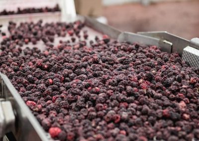 Juan Manuel Mira: Congelados ganan terreno y fortalecen el posicionamiento internacional de la agroindustria chilena
