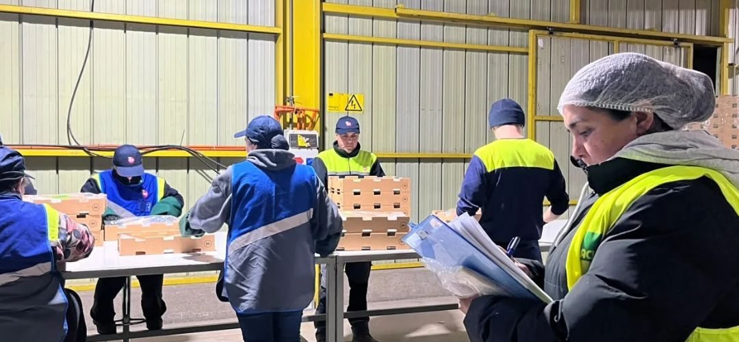 Competencias Laborales: 150 trabajadores de Copefrut finalizaron proceso de evaluación junto a Chilealimentos