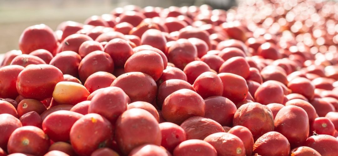 WPTC/Tomate Industrial: California, Italia y Portugal concentran la producción mientras el clima redefine la campaña global