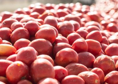 WPTC/Tomate Industrial: California, Italia y Portugal concentran la producción mientras el clima redefine la campaña global