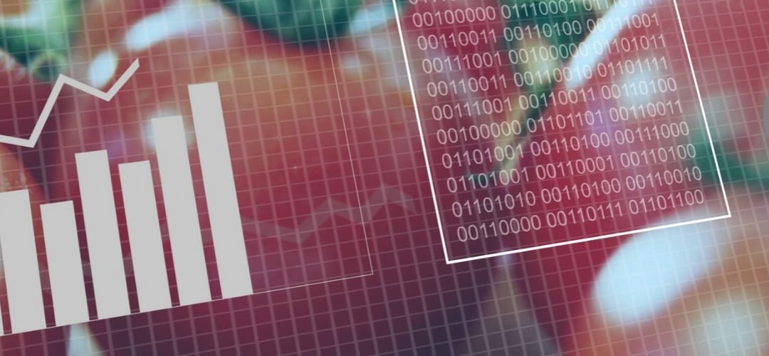 WPTC/Tomate Industrial: California, Italia y Portugal concentran la producción mientras el clima redefine la campaña global